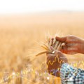 Produktna berza: Početak žetve oborio tržište žitarica, pale cene kukuruza, pšenice i ječma