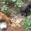 Настављен пројекат који помаже да на улицама буде мање напуштених паса