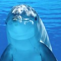 Delfin Oliver je zvezda Jadrana: Svi ga maze i snimaju: pogledajte kako pozira, ipak, malo ko zna kroz šta je prošao
