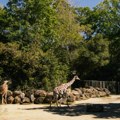 Tropski talas prži prestonicu: Ovako se rashlađuju stanovnici Beo zoo vrta tokom toplotnog talasa! Evo ko i na 40 stepeni…