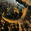 Neverovatno otkriće rudara u Severnoj dakoti: U rudniku uglja pronašli kljovu mamuta staru najmanje 10.000 godina!
