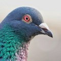 Policija u Indiji oslobodila goluba za koga se sumnjalo da špijunira za Kinu