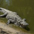 Ronioca ščepao aligator i odvukao ga u dubinu: Morao je da bira - ruka ili život