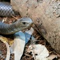 Devojčicu (11) ujela zmija u nacionalnom parku: Organi su počeli da joj se gase, lekari je jedva spasili