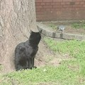 Izbor za najlepšu mačku Kragujevca
