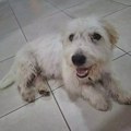 Čupko čeka na Vas! Okupan i pametan Čupko traži vlasnika i topao dom! Udomi Čupka