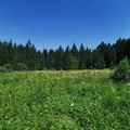 Evo koliko košta ar placa na Tari! Potražnja sve veća što vlasnici debelo koriste da zgrnu lovu za livade