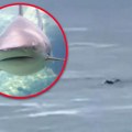 (Uznemirujuće) foka iskoristila surfera kao mamac dok ju je jurila ajkula! Morski pas ščepao čoveka u deliću sekundi! (video)…