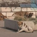 Za sterilisanje napuštenih pasa i mačaka iz budžeta planirano milion dinara, raspisan poziv za ponudjače