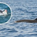 Delfin Oliver, mezimac Jadrana, povukao kupača pod more - snimak se deli uz važno upozorenje