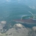 Zver od 3,5 metra zaglavila u kanalu i postala svetska zvezda! Preko 600.000 ljudi nagrnulo da vidi neman, obalska straža u…