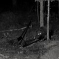 Izgradnjom hranilišta za medvede manja šteta za domaćinstva u selu Stapari