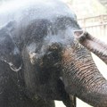 Uginula slonica Tvigi, jedna od najstarijih stanovnika Beo zoo vrta
