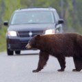 Medved koji je usmrtio džogera u Italiji biće preseljen u Nemačku: Sud dva puta poništio nalog da se životinja usmrti