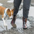 Ne vucite ljubimca ako zastane pred barom: Psi imaju potpuno neočekivan pogled na kišu