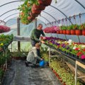 U Prijepolju postoji carstvo cveća: Tabaševići i Jusovići počeli od jednog plastenika, a danas sve prodaju