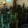 Policija u Kragujevcu otkrila laboratoriju za proizvodnju marihuane