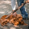 Užasna scena na Mirijevu: Čovek iz čista mira mlati psa koji spava, kuca je od bolova jedva uspela da pobegne