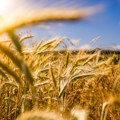 Hoće li Srbija izvoziti pšenicu, kukuruz i suncokretovo ulje u Egipat?