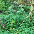 ФОТО: Пронађено више садница марихуане, ухапшени претходно возио мопед под утицајем наркотика