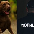 Krvava drama u Knjaževcu: Pitbul izleteo na ulicu i ubio psa, vlasnik pokušao da ga odbrani, opasna životinja napala i njega!…