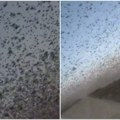Biblijske scene u Rusiji: Milioni skakavaca prekrili nebo, meštani u strahu od "božje kazne" (video)