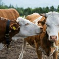 Објављене најновије цене стоке у Срему: Ево шта чека сточаре, а из Руме стиже вест која ће посебно обрадовати свињаре