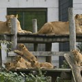 Nesvakidašnji prizor u zoo-vrtu: Dve sestre lavice zajedno odgajaju 12 mladunaca (FOTO)