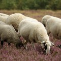 Ovce pojele sto kilograma kanabisa