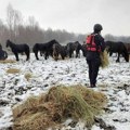 Mirović: U utorak će biti evakuisana stoka s Krčedinske ade; pripadnici MUP-a odneli hranu zarobljenim životinjama