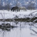 Ponovo odložena evakuacija konja sa Krčedinske ade