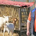 Čuva koze gde niko ne čuva, pre 10 godina tu je bila tragedija: Pustiš ih sat, dva i one same sebi nađu hranu