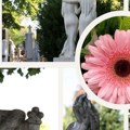 Govor cveća: Gerber simbol nevinosti, radosti i večnog života