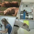 Vrućine i užareni troatari mogu ozbiljno ugroziti zdravlje kućnih ljubimaca: Koji su saveti veterinara?