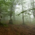 Haos na Staroj planini: U toku akcija spasavanje muškarca koji se izgubio