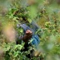Smrznuto voće iz Srbije zaraženo hepatitisom A otkriveno u Nemačkoj, institucije ćute