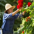 Када и како се правилно орезују руже: Корак по корак - водич за најлепшу башту у крају!