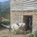 "Svake noći ih sanjam" Pokazali papire na albanskom i odneli izvor prihoda: Tragedija poštene srpske porodice