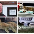 Volonteri „Zoo planeta“ iz Niša spasili evropsku divlju mačku u selu Lipovica
