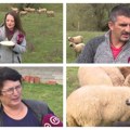 Homoljsko jagnje i ovčiji sir su autentični organski proizvodi Srbije