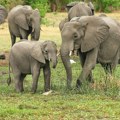 Predsednik Bocvane zapretio da će poslati 20.000 slonova u Nemačku, istu pretnju dobila i Britanija