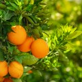 Počinje berba neretvanskih mandarina: Rod je nešto slabiji, očekuje se 30.000 tona