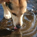Po visokim temperaturama njima je posebno teško da izdrže bez tečnosti: Kikinđani ih ne zaboravljaju!
