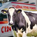 Opasna zarazna bolest otkrivena kod krava u Stupini: prenosi se na ljude, opstaje i po nekoliko decenija