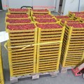 Asocijacija proizvođača malina Srbije: Očekivani rod do 15.000 tona, rekordan bio 100.000 tona