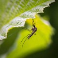 Komarci na udaru: Tretmani u Zrenjaninu od 22. juna do 7. jula