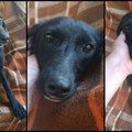 Spasa traži svoju porodicu i dom – Ne kupuj, udomi za ljubav