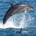 Јапан и животиње: Делфини нападали и повредили пливаче на популарној јапанској плажи