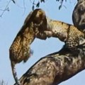 Kada dva leoparda "ukrste kandže": Smrtonosni ples pred očima zapanjenih turista