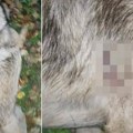 Ubili psa dok su deca bila sa njim! Horor scena u Omoljici: Devojčice preplašene, nije bio opasan